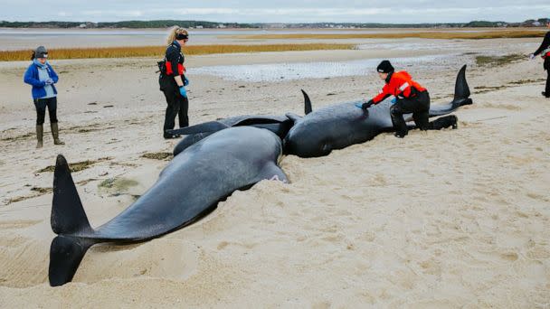 PHOTO: Rescues are underway for several pilot whales stranded on a beach in Eastham, Massachusetts. (International Fund for Animal Welfare)