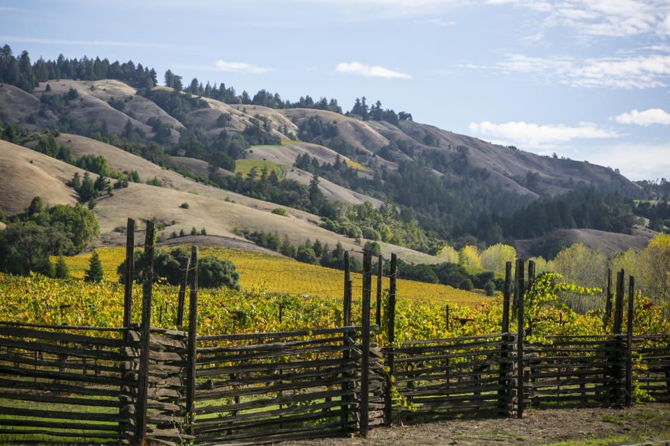 Along Highway 128 near Philo, CA, in the Anderson Valley in Mendocino County, CA, vineyards display their fall colors among the rolling hills.