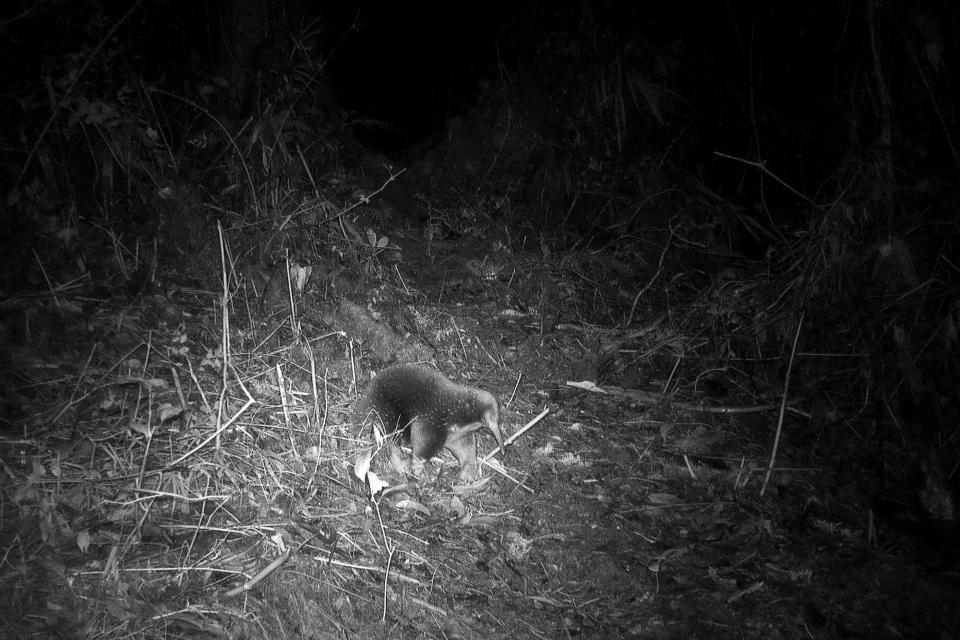 This handout from Expedition Cyclops taken with a camera trap on July 22 and released Thursday shows Attenborough's long-beaked echidna on the Cyclops mountains of Indonesia's Papua Province. The expedition also found a new kind of tree-dwelling shrimp.