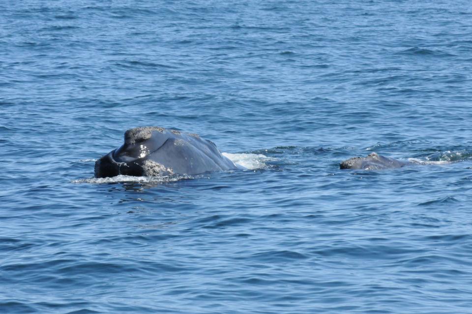 “Pilgrim” (#4340) and her calf in Cape Cod Bay on April 9, 2023.