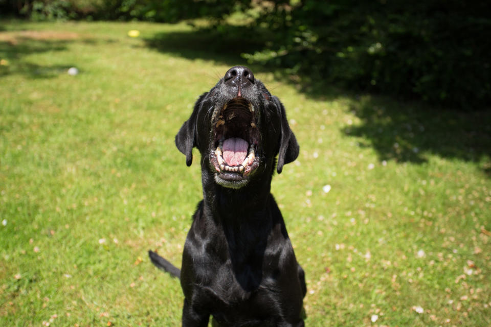 A dog is pictured barking.