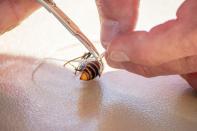 A radio tracking device is fitted by Washington State Department of Agriculture (WSDA) entomologists on an Asian giant hornet near Blaine