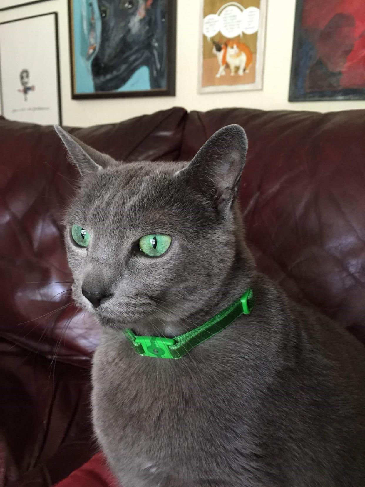 Pinko’s eyes are green, just like the lizard’s skin. The cat is probably thinking about his next anole adventure in this photo.