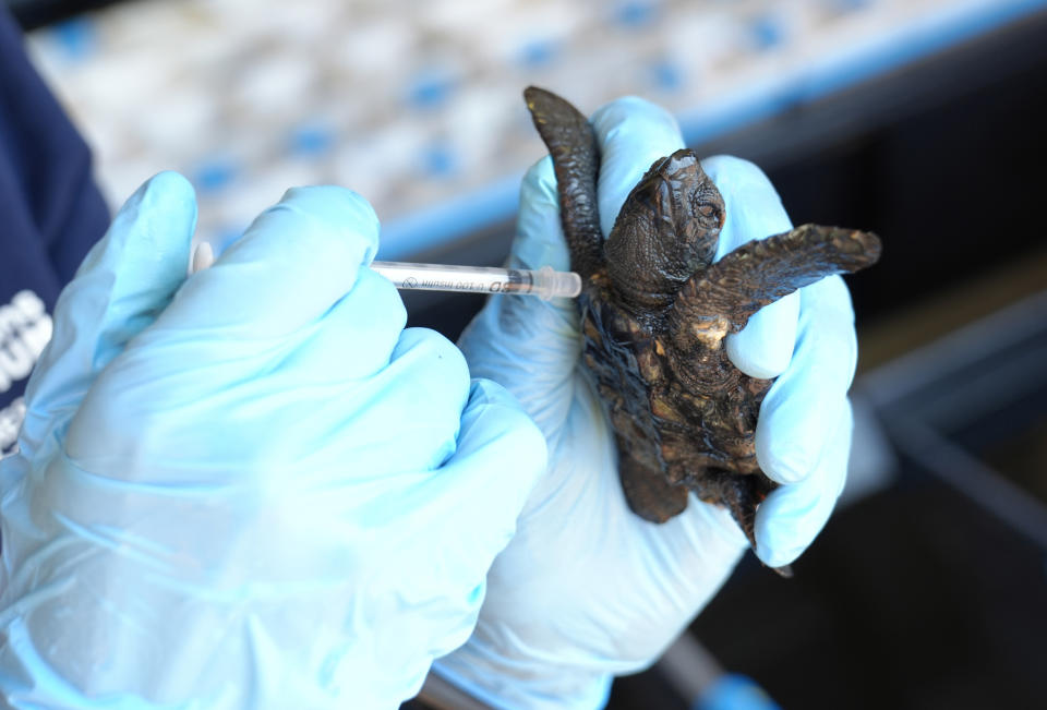 A turtle hatchling is attended to at the Turtle Conservation Centre at the Two Oceans Aquarium in Cape Town, South Africa, Tuesday, April 23, 2024. The aquarium is stretched beyond capacity after more than 500 baby sea turtles were washed onto beaches by a rare and powerful storm and rescued by members of the public. (AP Photo/Nardus Engelbrecht)