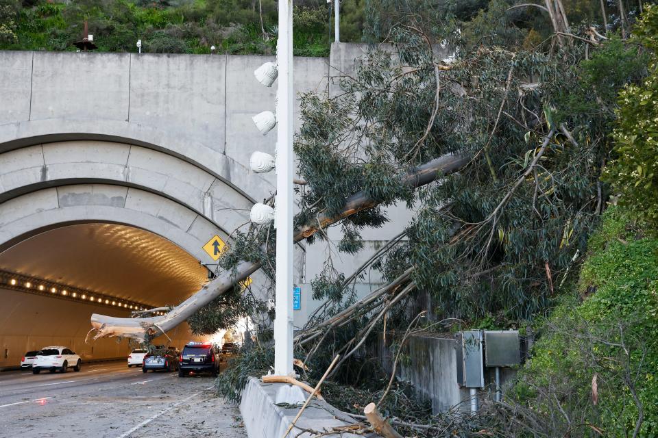 A tree is seen partially removed and hanging over a lane as traffic moves past in other lanes after the tree fell across three lanes of traffic on the Bay Bridge on Tuesday, Feb. 21, 2023, in San Francisco, Calif.