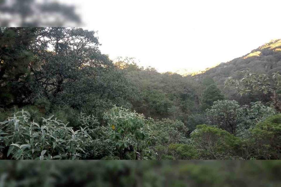 Bosque templado en la Sierra Gorda de Guanajuato. 