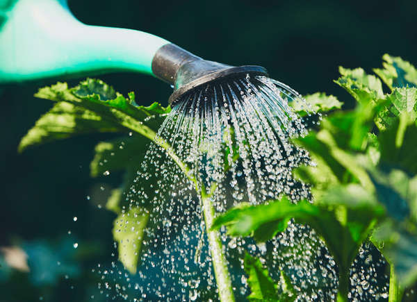 close up of watering can watering plants