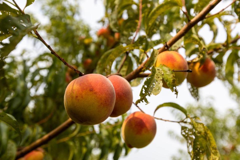 Peaches were among the many fruits like apples and blackberries for visitors to pick at Eckerts Orchard in Versailles, July 29, 2021. This was Eckerts Orchards first year the peach orchard had produced fruit after planting them in 2018.