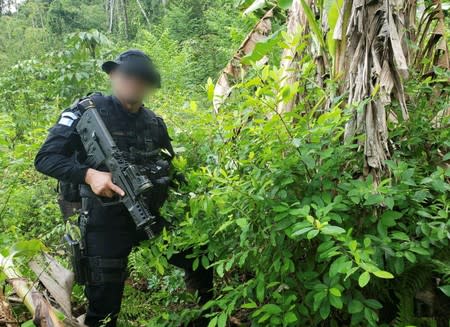 An agent of the Guatemalan National Civil Police (PNC) is pictured next to coca plants during an operation to dismantle a coca processing lab in Izabal, Guatemala