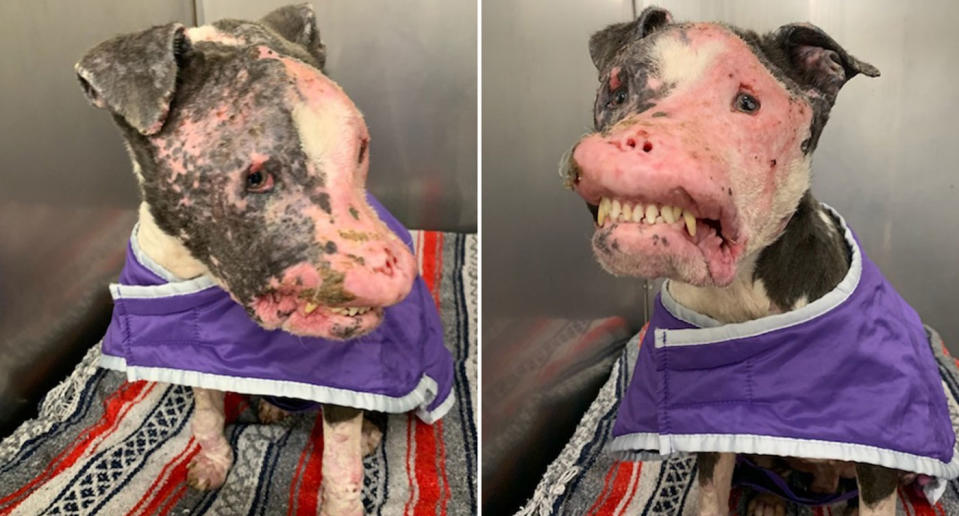 Pictured is Phoenix the dog. He's seen with part of his nose removed and missing his fur.