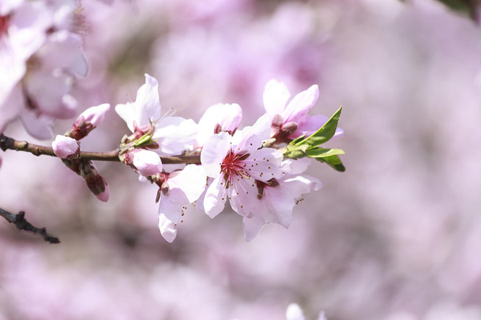 富川市的桃花（Image Source : Getty Creative）