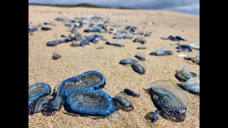 Sighting thousands of these blobs stranded along the Point Reyes seashore is common during the spring and early summer months.