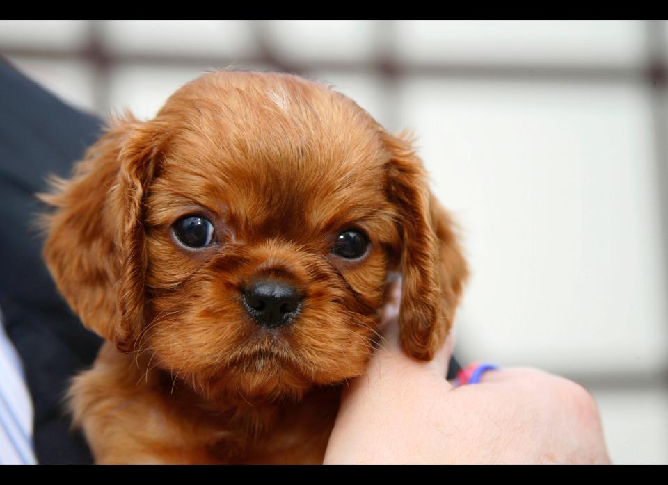 Cavalier King Charles Spaniels are extremely eager to please and one of the friendliest breeds. Not only will they get along with other dogs, but they will also get along with other pets (Her Royal Highness, Your Cat, included). These puppies love people and will even adapt well to strangers. You'll have no trouble convincing him that a girls night in is a good idea. And best of all, he is almost guaranteed to get along with your mother.  