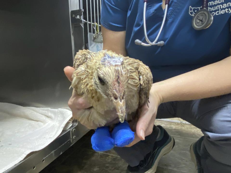 Esta fotografía proporcionada por la Sociedad Protectora de los Animales de Maui y publicada en la semana del 9 de agosto de 2023, muestra un ave herida que es atendida en Lahaina, Hawai. (Katie Shannon/Maui Humane Society via AP)