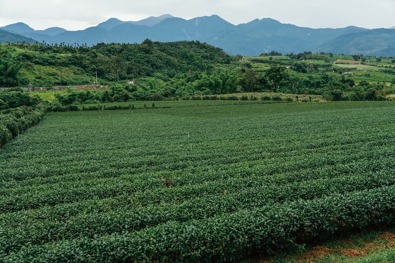 綿延不斷的翠綠茶園。攝影/Ray