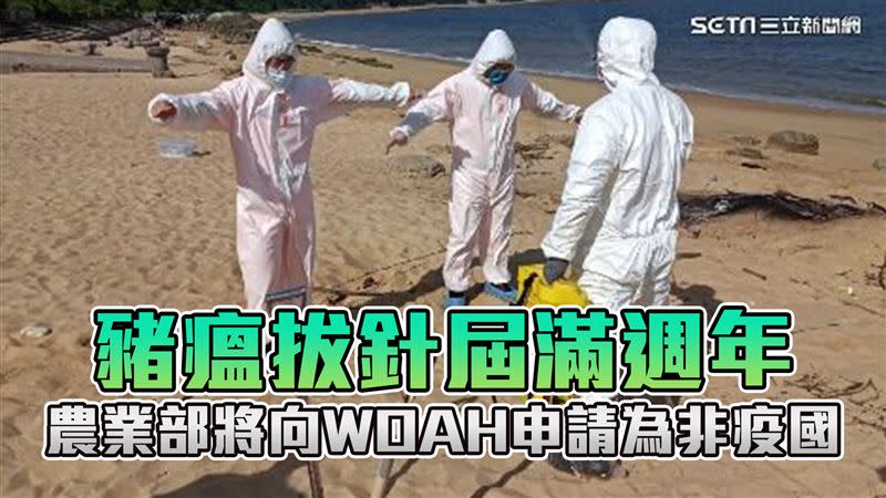 台灣豬瘟拔針滿週年，農業部向WOAH提出申請成為「豬瘟非疫國」。