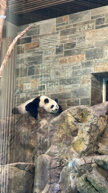 中國2009年起租借澳洲阿得雷德動物園2隻熊貓 熊貓旺旺（Wang Wang）與福妮（Funi）2009年來到 澳洲阿得雷德動物園（Adelaide Zoo），為南半球唯一 一對熊貓。照片攝於112年12月5日。 中央社記者楊淳卉阿得雷德攝  113年6月16日 