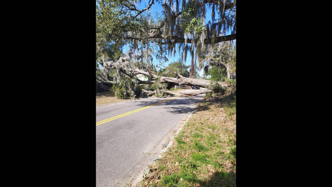 A large tree fell across Wilmington Street in Beaufort Monday. City of Beaufort