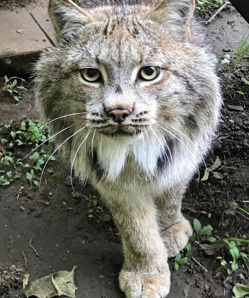 A male Canada lynx named Gretzky died at Seneca Park Zoo last weekend. A necropsy revealed he had a brain tumor.