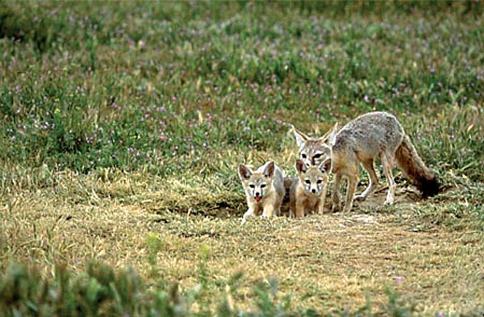 Los Padres ForestWatch and the Center for Biological Diversity are challenging the approval of a new oil well in Carrizo Plain National Monument, saying that the well and pipeline would harm threatened species in the area like the endangered San Joaquin kit fox, seen here.