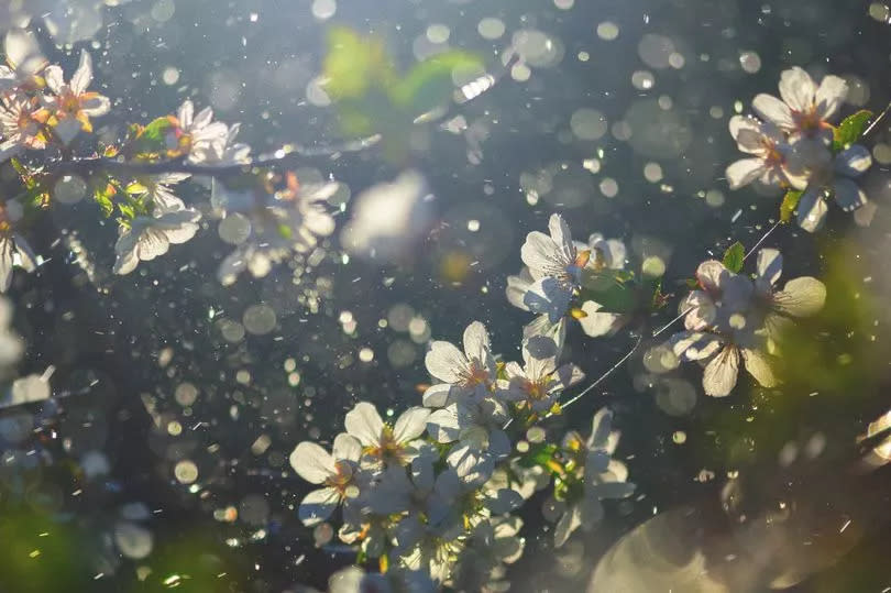 Pollen coming off cherry blossom tree