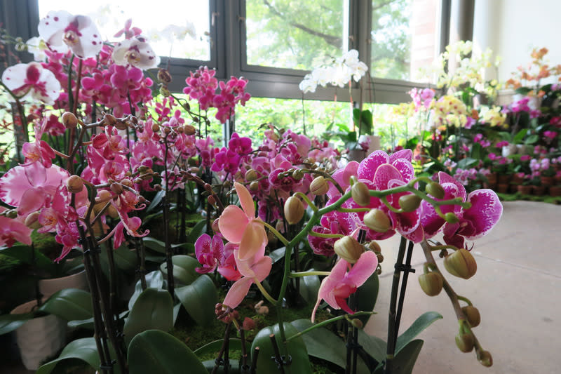 紐約皇后區植物園第5屆台灣蘭花世界特展共展出400多盆蘭花，除了著名的蝴蝶蘭，也有從夏威夷空運到紐約的雜屬蘭。中央社記者尹俊傑紐約攝　107年8月17日