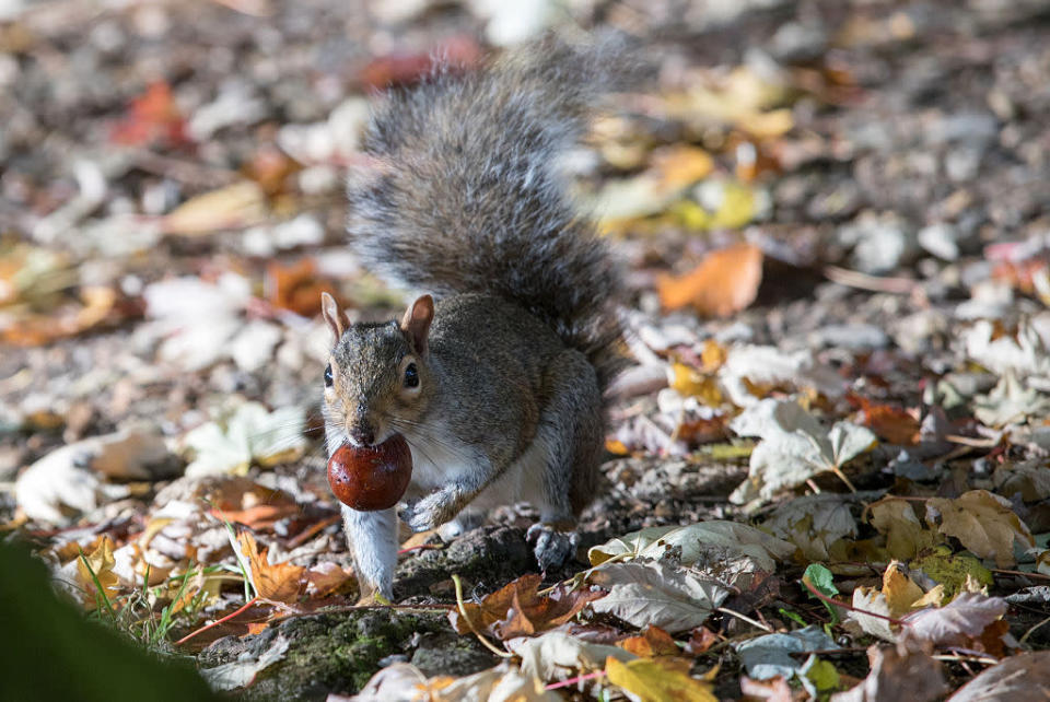 <p>A squirrel munches on a conker as he hops over a bed of fallen leaves in Bath. (Matt Cardy/Getty Images)</p>