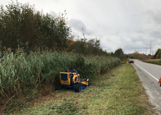 Lanark County has been using a remote mower in an effort to eradicate phragmites along roadsides. 