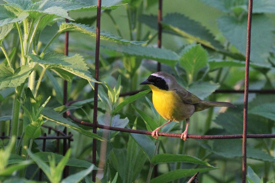 A pair of common yellowthroats has chosen to nest in the densest part of the garden where the male surveys his territory from the wires of a plant support.