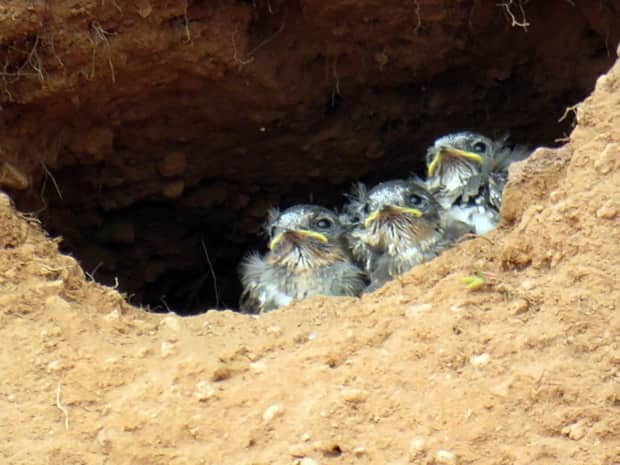 Bank Swallows, pictured here, face numerous threats to their habitat, which has resulted in steep decline in their population over the last four decades.          