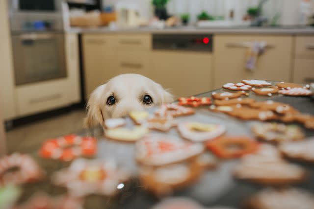 <p>Getty</p> Dog looking at cookies on the table.