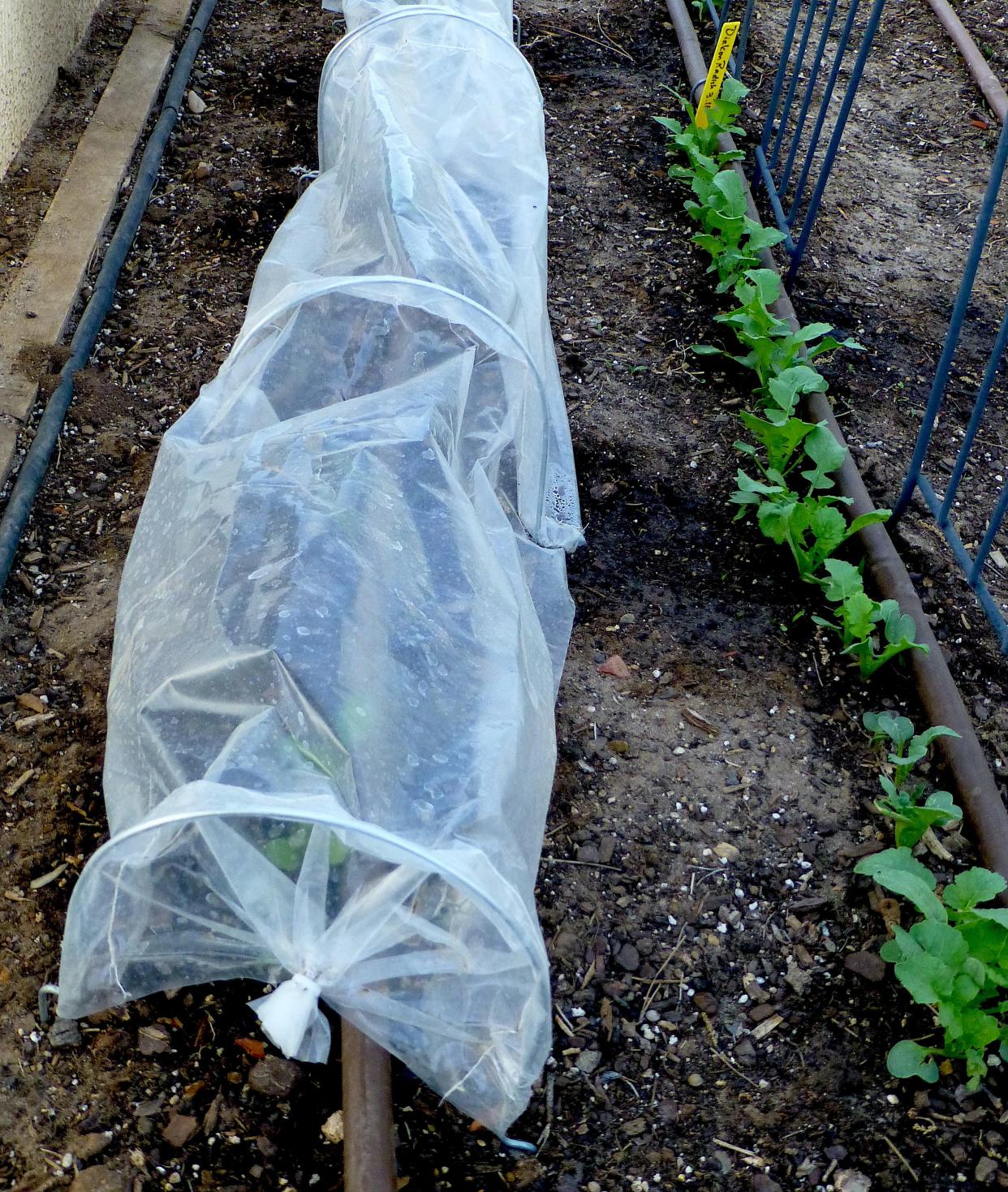 A row of beet seedlings is growing under a tiny tunnel. Tiny tunnels enhances seed establishment by providing snug, moist microclimates that slows soil evaporation and protects tender seedlings from wind.