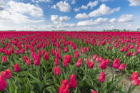 <p>Die Silbermedaille verdienen sich die Tulpen mit 14 Prozent. Im Vergleich zum Vorjahr konnten sie um zwei Prozent zulegen, dennoch bleibt ein großer Abstand zum Erstplatzierten. </p>