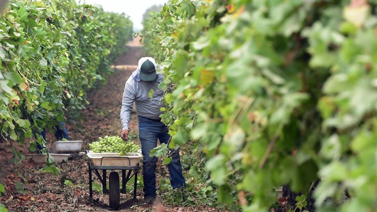 <div>A farmworker picks grapes. (Photo by FREDERIC J. BROWN/AFP via Getty Images)</div>
