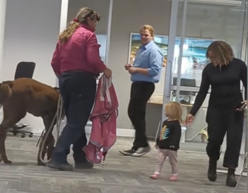 The alpaca and its handler spotted in the Tasmanian Centrelink store.