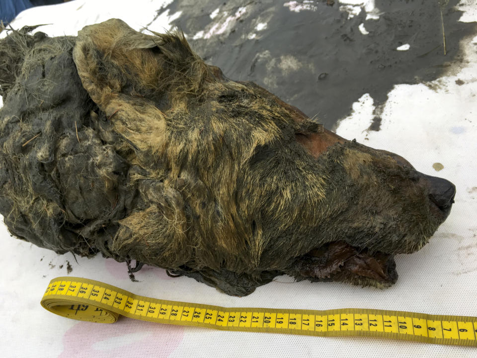 In this Sept. 6, 2018, photo, the head of an Ice Age wolf is seen after it was found during an expedition of the Mammoth Fauna Study Department at the Academy of Sciences of Yakutia near Belaya Gora, Abyysky region of Sakha Republic, Russia. Experts believe the wolf roamed the earth about 40,000 years ago, but thanks to Siberia's frozen permafrost its brain, fur, tissues and even its tongue have been perfectly preserved, as scientific investigations are underway after it was found in August 2018. (Albert Protopopov/Mammoth Fauna Study Department at the Academy of Sciences of Yakutia via AP)