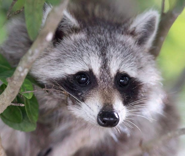 Raccoons can carry a deadly form of roundworm, and the eggs live in their feces. When a one-year-old boy in Lethbridge, Alta., ate raccoon feces found in a flower pot, his parents rushed to find a treatment. (Wilfredo Lee/The Associated Press - image credit)