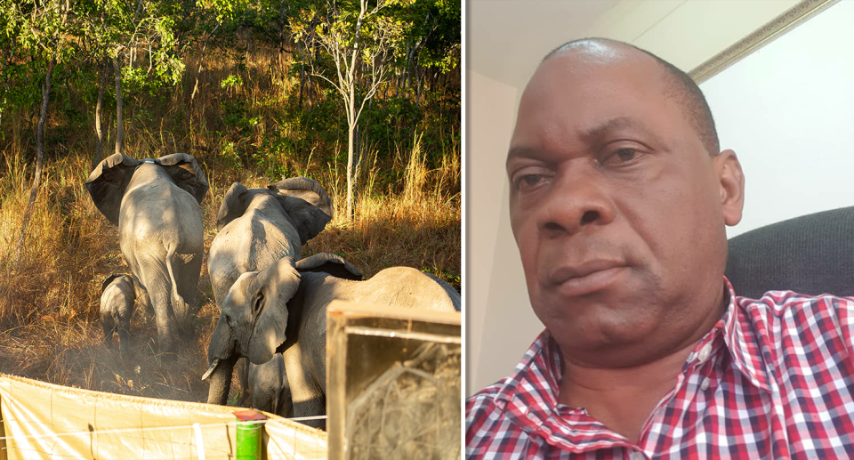 Left - Elephants being released. Right - Patricio Ndadzela.