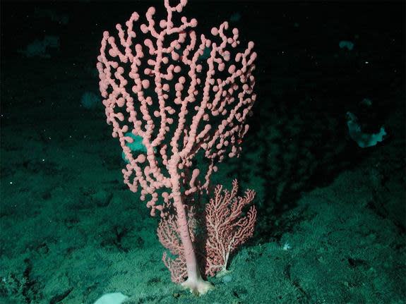 The genetic study detailed Oct. 23, 2012, in the journal Molecular Ecology suggests the coral's ancient migration started in the North Pacific more than 10 million years ago, from which the colony-building animals may have hitched a ride on anc