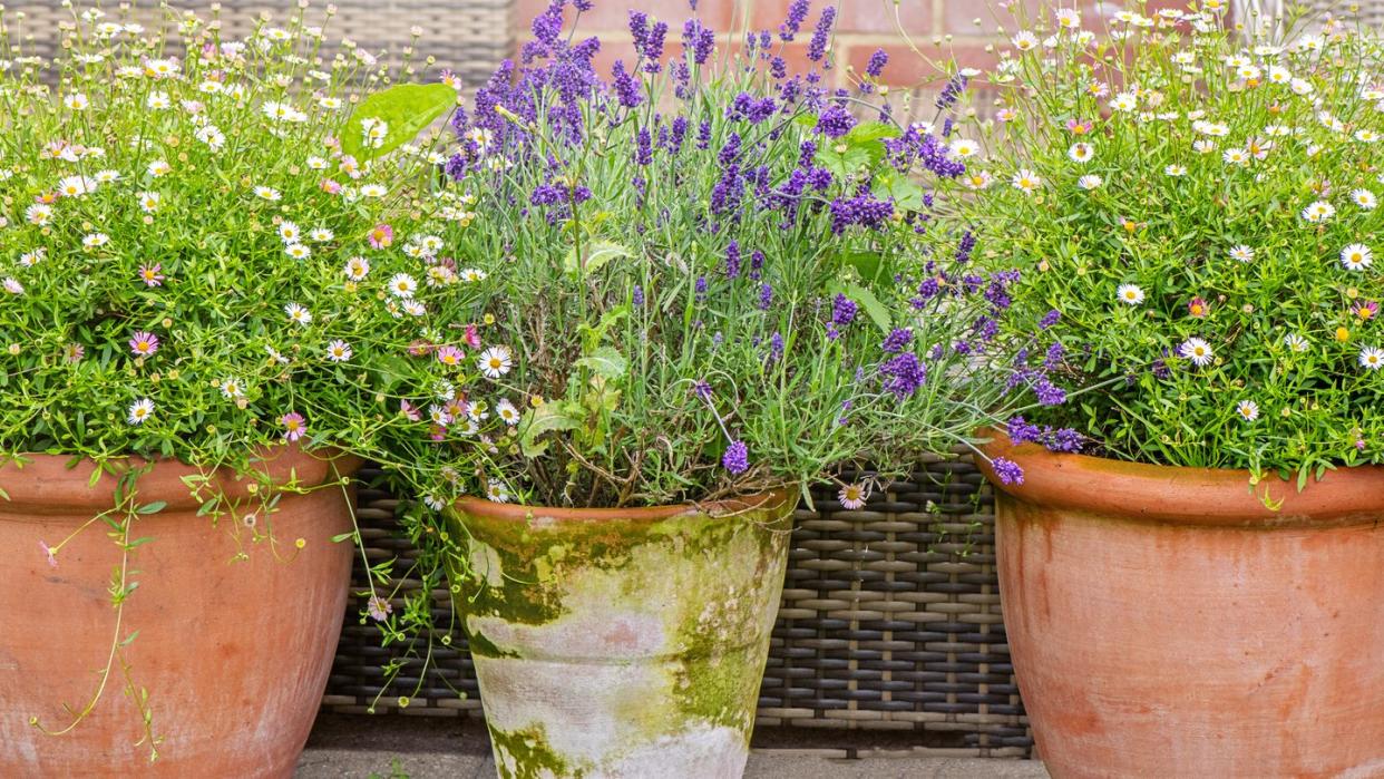 cut flower garden containers