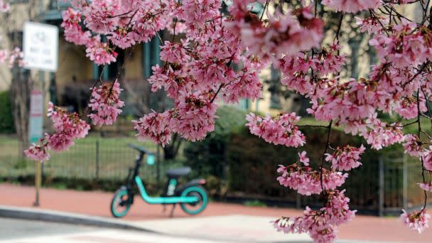 MLB - The D.C. Cherry Blossoms have arrived early this year