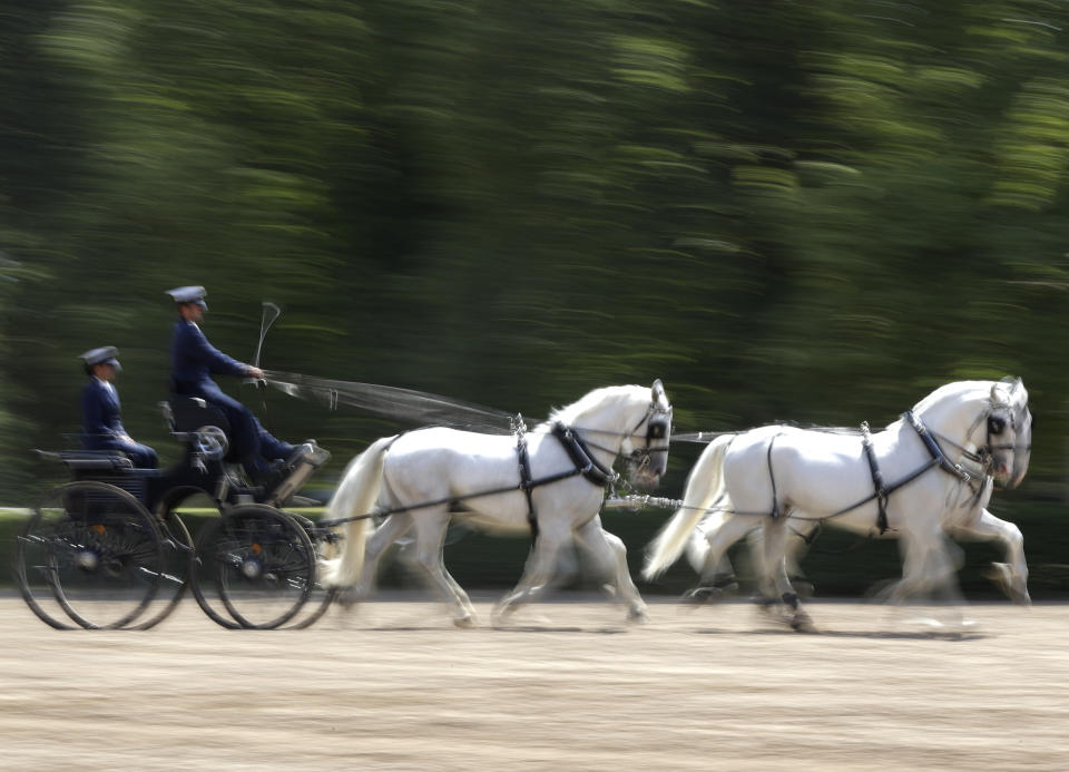 In this photo taken on Thursday, July 11, 2019, horses pull a carriage at a stud farm in Kladruby nad Labem, Czech Republic. UNESCO this month added a Czech stud farm to its World Heritage List, acknowledging the significance of a horse breeding and training tradition that has survived centuries. Founded 440 years ago to breed and train ceremonial horses to serve at the emperor’s court, the National stud farm and its surrounding landscape have kept its original purpose since. (AP Photo/Petr David Josek)