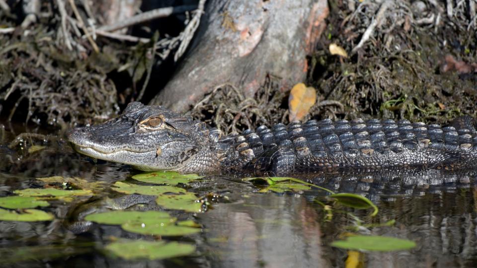 Tips to keep you and your pets safe as gator mating season approaches