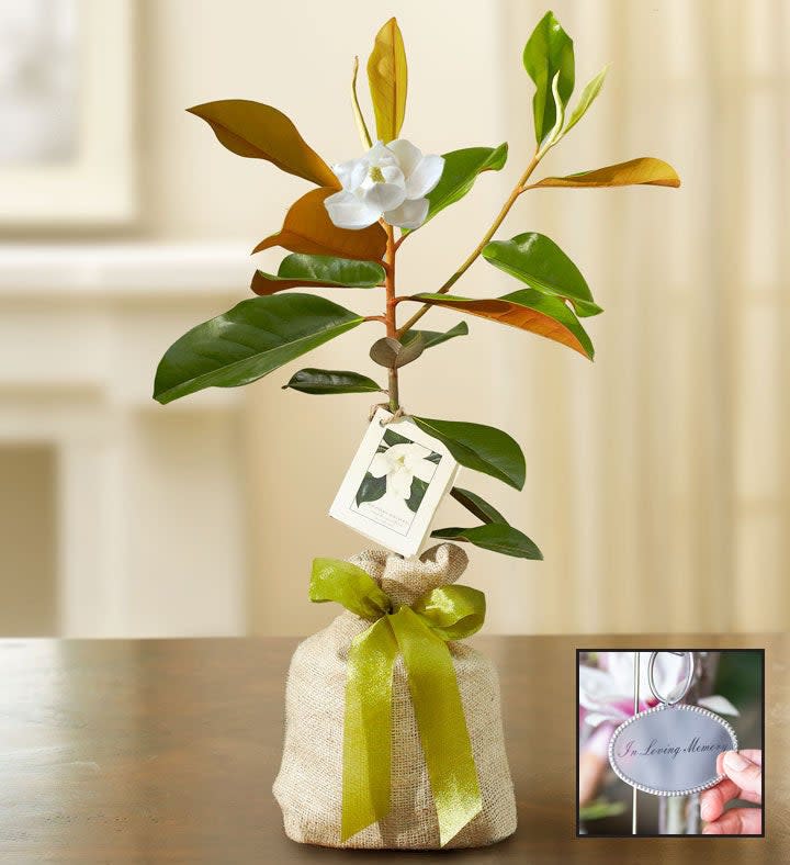 <p><a href="https://go.redirectingat.com?id=74968X1596630&url=https%3A%2F%2Fwww.1800flowers.com%2Fsympathy%2Fmagnoliatree-18885%3Fadid%3D18885P%26adtype%3Dpla%26r%3Dperformancepla%26adcampaign%3DGSC_NE_18F_Occasions_SS%26adcampaignid%3D18835333407%26adgroupid%3D141088933897%26addisttype%3Dg%26creative%3D633656278766%26targetid%3Dpla-354199162958%26gad_source%3D1%26gclid%3DCjwKCAjw8diwBhAbEiwA7i_sJbMiYjCJQChooK6Mb1PdjoZQSxlFIgkv4NoNmDNNwfMb_EtM_nYNqhoCB24QAvD_BwE&sref=https%3A%2F%2Fwww.thepioneerwoman.com%2Fhome-lifestyle%2Fg60456225%2Fbest-sympathy-gift-ideas%2F" rel="nofollow noopener" target="_blank" data-ylk="slk:Shop Now;elm:context_link;itc:0;sec:content-canvas" class="link rapid-noclick-resp">Shop Now</a></p><p>Magnolia Tree for Sympathy</p><p>1800flowers.com</p><p>$134.99</p><span class="copyright">1-800 Flowers</span>