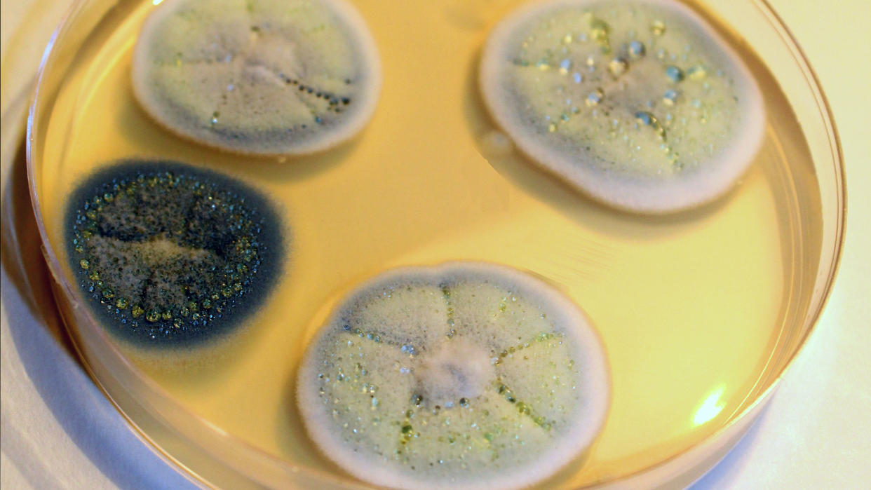  Multiple Penicillium molds on petri dish 