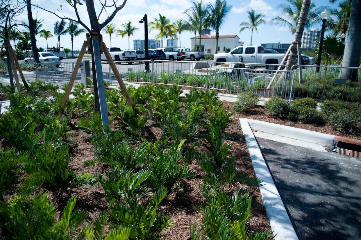 Coontie, a drought tolerant native cycad, was planted in October along South Lake Drive near the Town Marina.