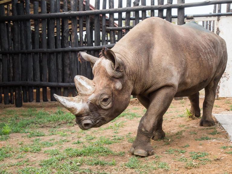 Five critically endangered eastern black rhinos have been successfully relocated to Rwanda from the Czech Republic in the largest ever transportation of its kind.The rhinos, who were born and bred in Europe, made the 6,000km journey to live in the East African country’s Akagera National Park.They are the descendants of black rhinos who were originally taken from Africa decades ago and put in European zoos.Black rhinos are one of the most critically endangered species in the world with just 5,000 remaining in the wild and only 1,000 eastern black rhinos in Africa, as their species is threatened by poaching for their horns.The three female and two male black rhinos range from between two and nine years old. Three of them were born in Safari Park Dvur Kralove in the Czech Republic; one is from Flamingo Land in the UK and the other is from Ree Park Safari in DenmarkThe rhinos have been donated to the Rwanda Development Board, a Rwandan government body that has a partnership with Akagera National Park.The project is attempting to supplement Rwanda’s wild rhino population with genetically-robust individuals who have been bred and cared for in Europe.“By undertaking a highly supervised and well-planned gradual acclimation process, we believe these rhinos will adapt well to their new environment in Rwanda,” Premysl Rabas, director of Safari Park Dvur Kralove, said.“They will first be kept in bomas – enclosures made by wooden poles. Later, they will enjoy larger enclosures in a specially protected area.“The final step will be to release them into the northern part of the national park where they will roam free.”The introduction follows a 2017 project which saw 18 rhinos reintroduced to the park.In 2015, a group of lions were also reintroduced and have since tripled in number.Prior to these introductions, the last confirmed sighting of eastern black rhinos in Rwanda was in 2007 after wide-scale poaching saw their numbers decline.However, authorities have said poaching has practically been eliminated from the park since 2010, making it a suitable destination for the species to be reintroduced.“We have been preparing for this moment for years and are excited to build on our efforts to revitalise the park with the RDB and the successful introduction of the first round of rhinos in 2017,” said Jes Gruner, park manager at Akagera National Park.“This transport of five rhinos from Europe is historic and symbolic, and shows what is possible when dedicated partners collaborate to help protect and restore a truly endangered species.”
