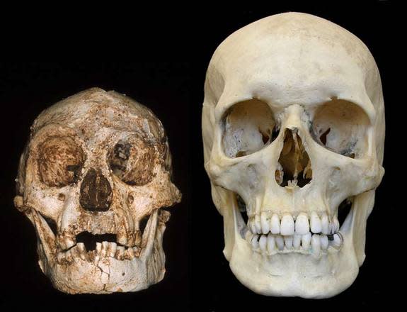 Endocasts of the skulls of a hobbit (left) and a modern human (right). Research by Dean Falk of Florida State University and colleagues has suggested features of the hobbit's skull more closely resembled that of a normal human than a microcepha