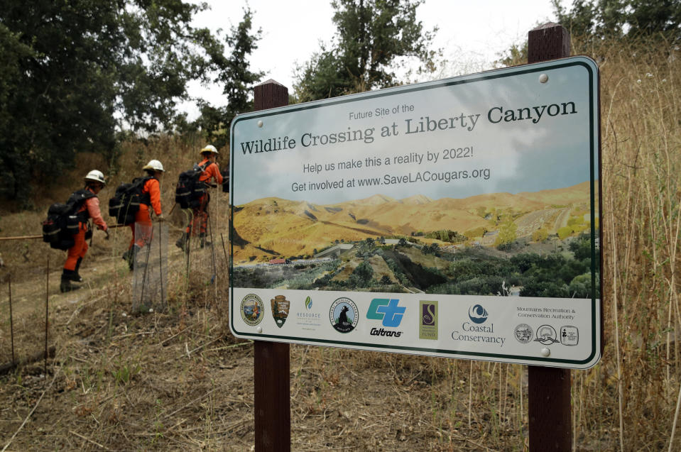 FILE - A fire crew walks past a sign at a proposed site for a wildlife crossing in Agoura Hills, Calif., Thursday, July 25, 2019. If hikers, bikers, campers, hunters and other outdoor enthusiasts haven't encountered a mountain lion while in the California wilderness, they likely know somebody who has. The big cats that can weigh more than 150 pounds (68 kg) inhabit diverse habitats across the state where people live and recreate, including inland forests, coastal chaparral, foothills and mountains. (AP Photo/Marcio Jose Sanchez, File)