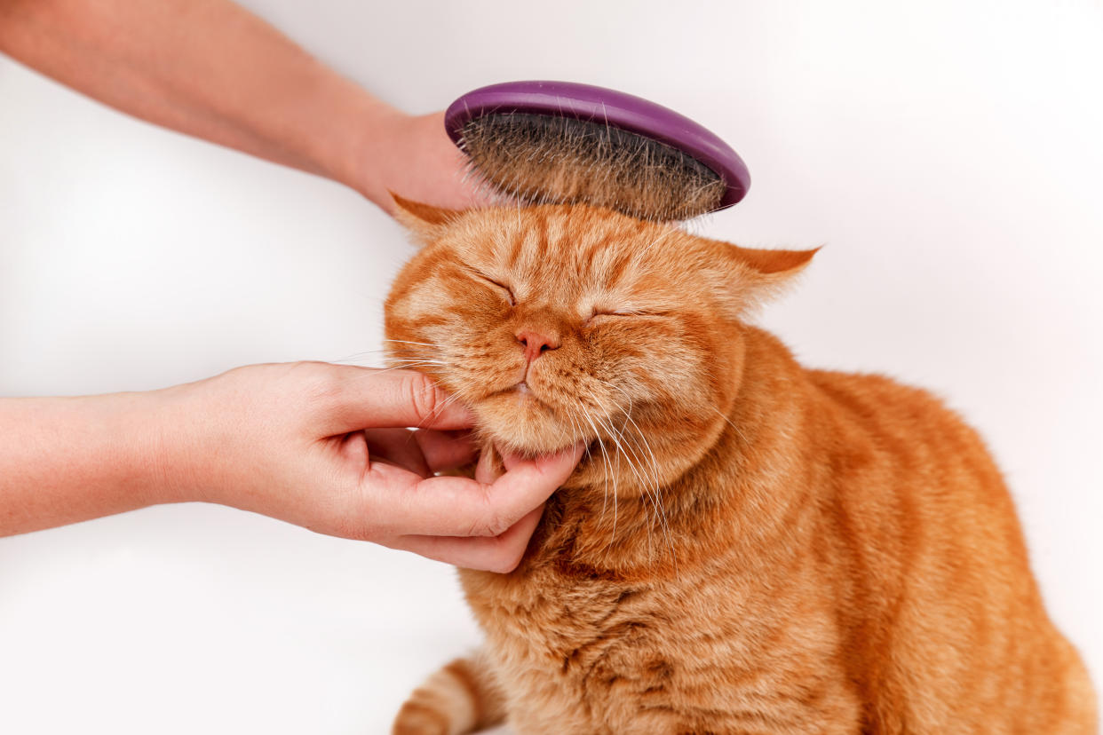 Estos cepillos para mascotas quitarán sus nudos sin dolor y dejarán la casa limpia. (Foto: Getty)